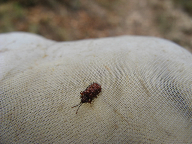 Coleotteri dei Colli Euganei 1