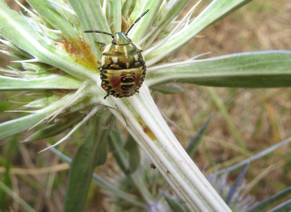 Heteroptera dei Colli Euganei