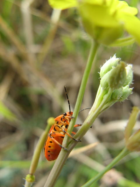 Heteroptera dei Colli Euganei