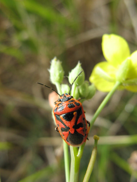 Heteroptera dei Colli Euganei