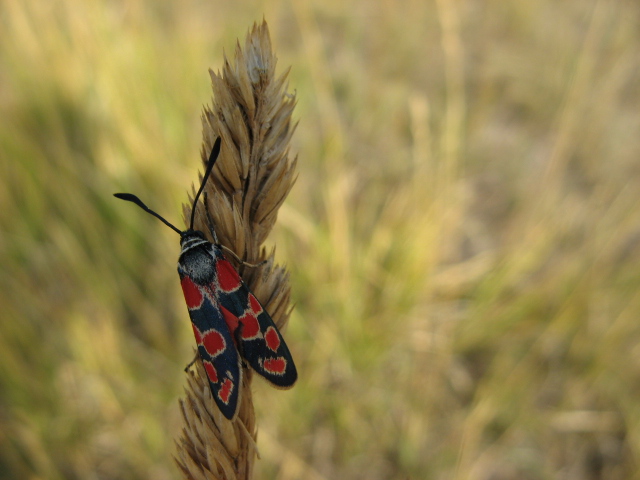 Lepidoptera dei Colli Euganei 1