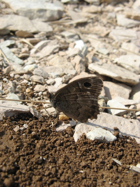 Lepidoptera dei Colli Euganei 1