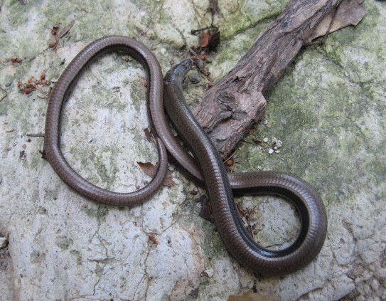 Orbettino Anguis fragilis