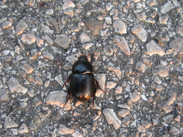 in mezzo alla strada..