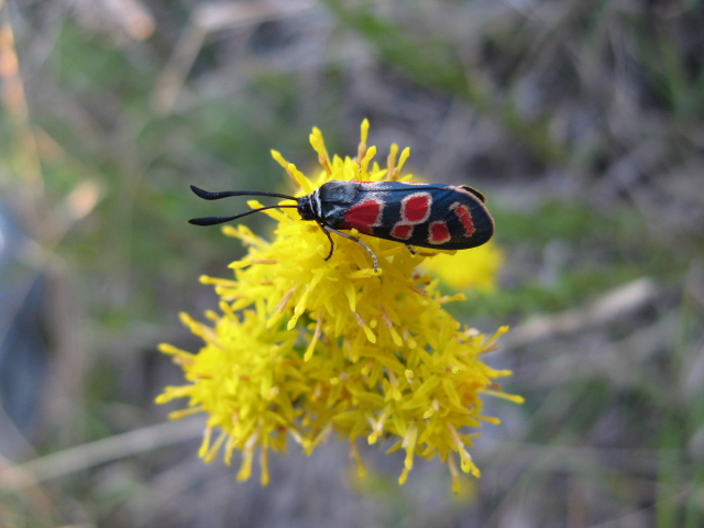 Lepidoptera dei Colli Euganei 1