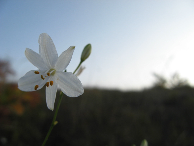 Anthericum ramosum / Lilioasfodelo minore