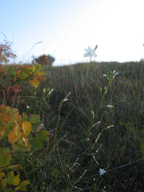 Anthericum ramosum / Lilioasfodelo minore