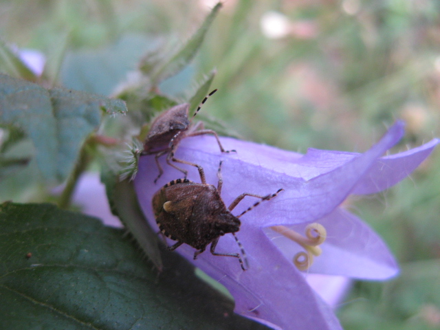 Heteroptera dei Colli Euganei