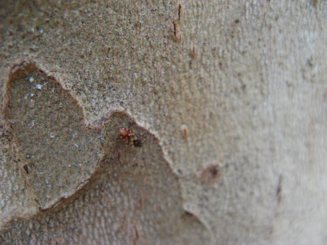 Heteroptera dei Colli Euganei