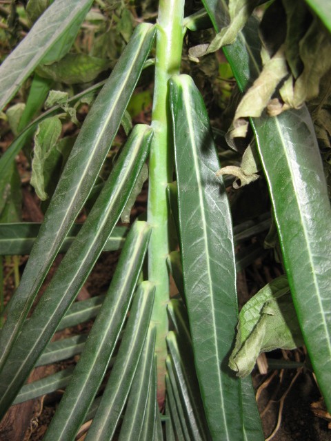 Euphorbia lathyris / Euforbia catapuzia