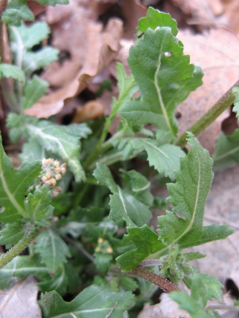 Diplotaxis erucoides / Ruchetta violacea
