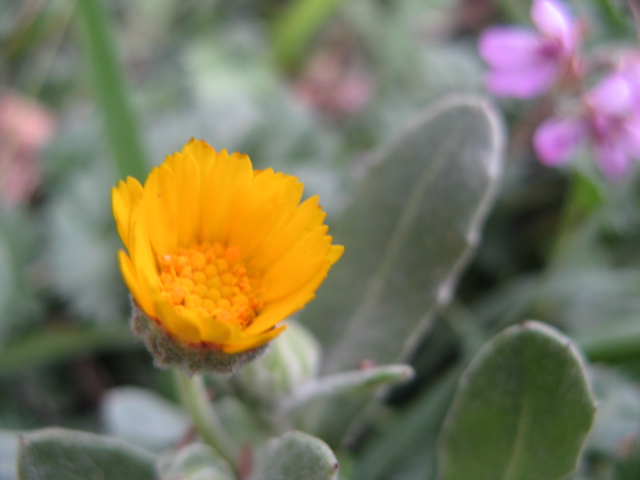 Calendula arvensis