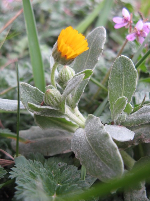 Calendula arvensis