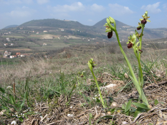 Ophrys sphegodes