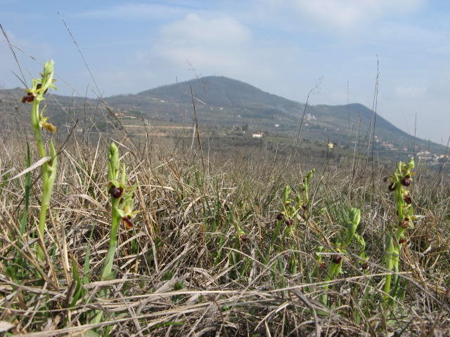 Ophrys sphegodes
