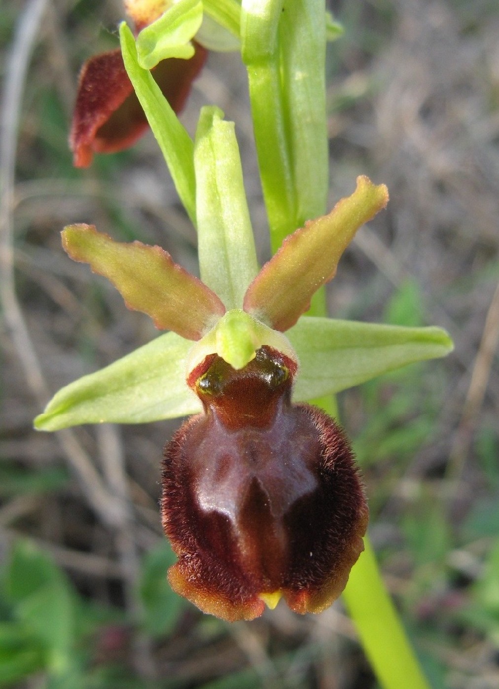 Ophrys sphegodes...variet