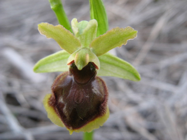 Ophrys sphegodes...variet