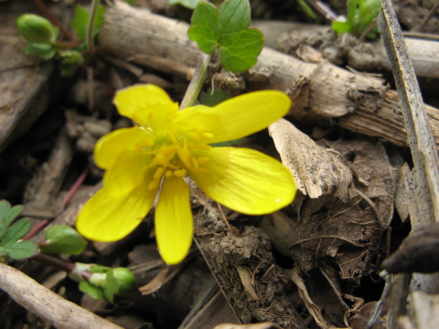 Ranuncolus ficaria