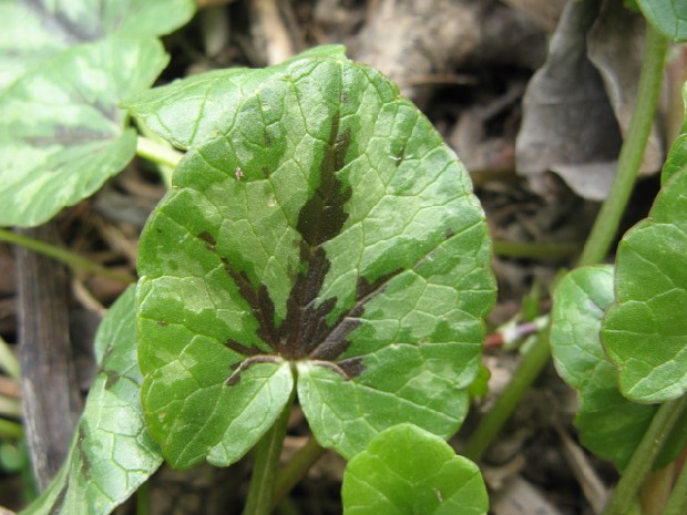 Ranuncolus ficaria