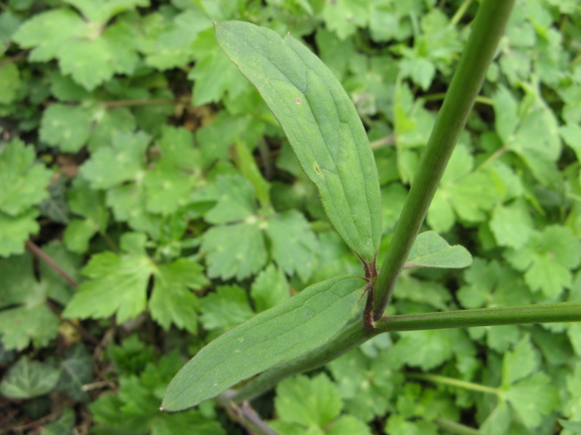 Ranunculus cfr. bulbosus