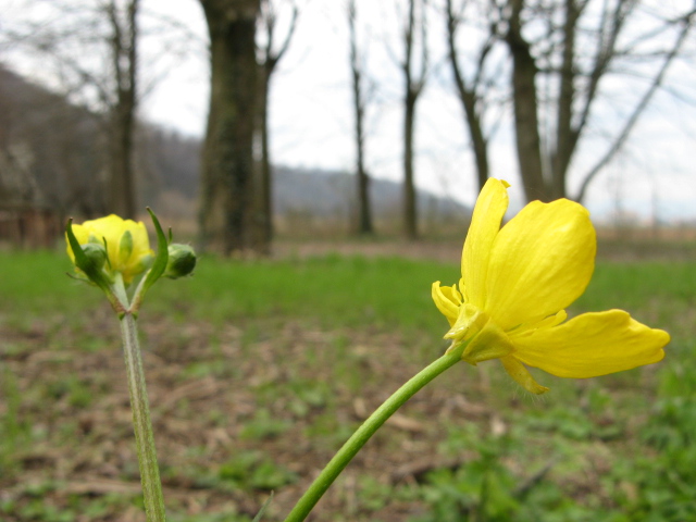 Ranunculus cfr. bulbosus