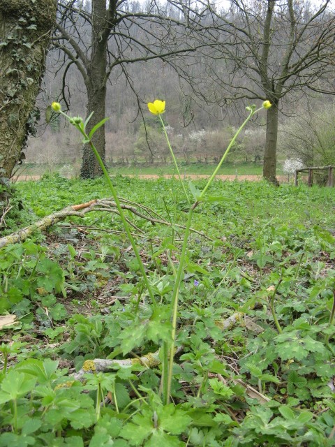 Ranunculus cfr. bulbosus