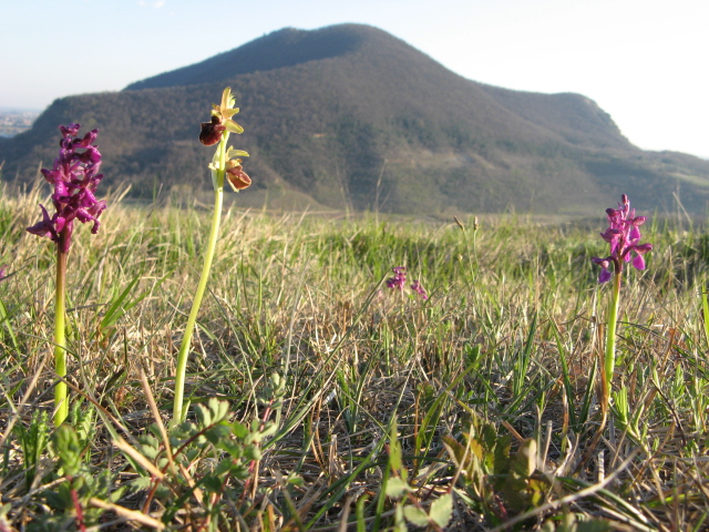 Orchis Morio