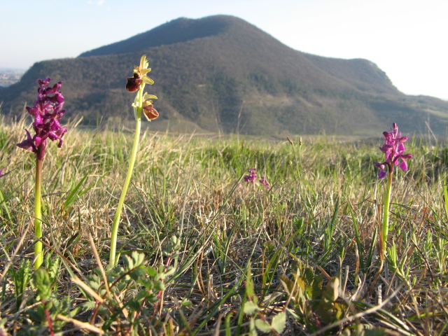 Orchis Morio