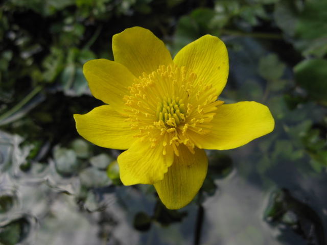 Caltha palustris / Calta