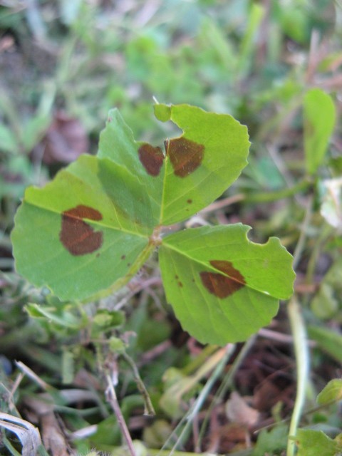 Medicago arabica