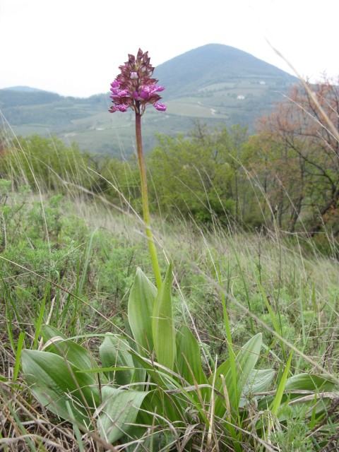 Orchis purpurea
