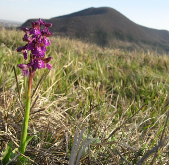 Orchis Morio