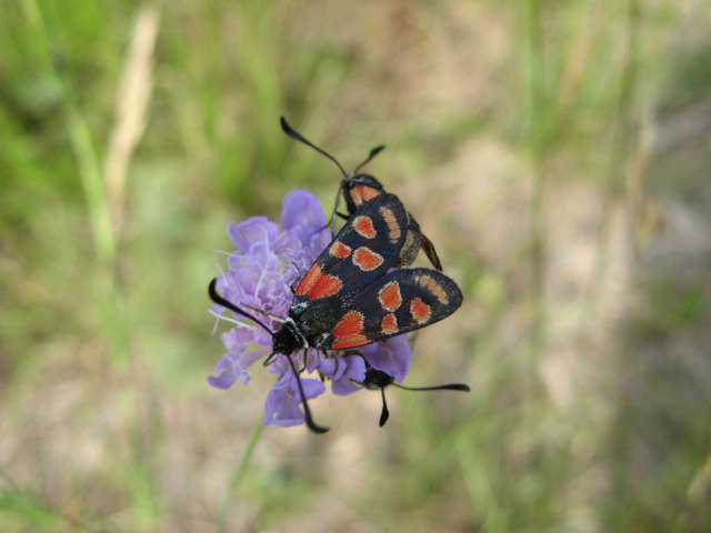 Lepidoptera dei Colli Euganei 1