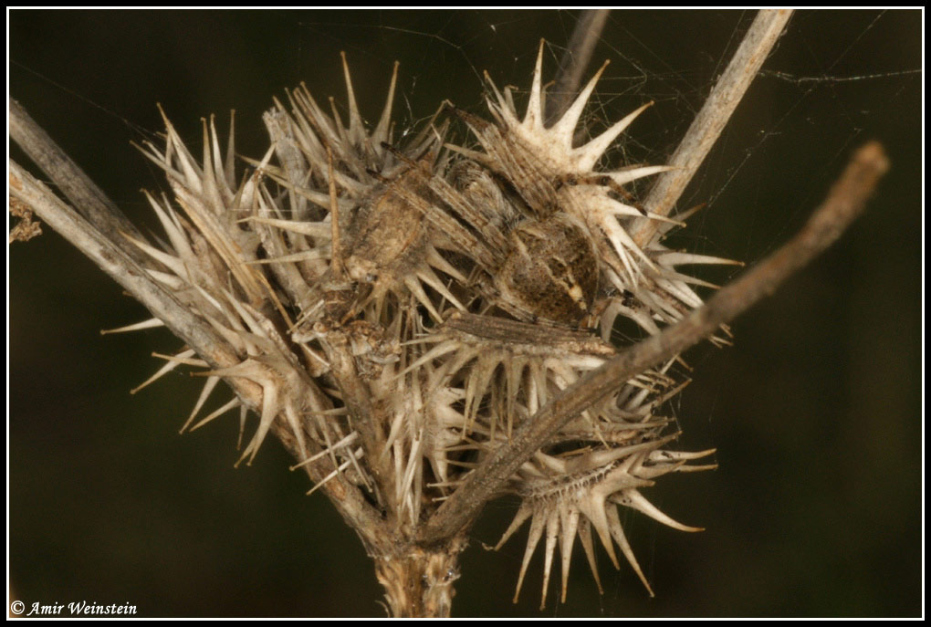Araneae d''Israele