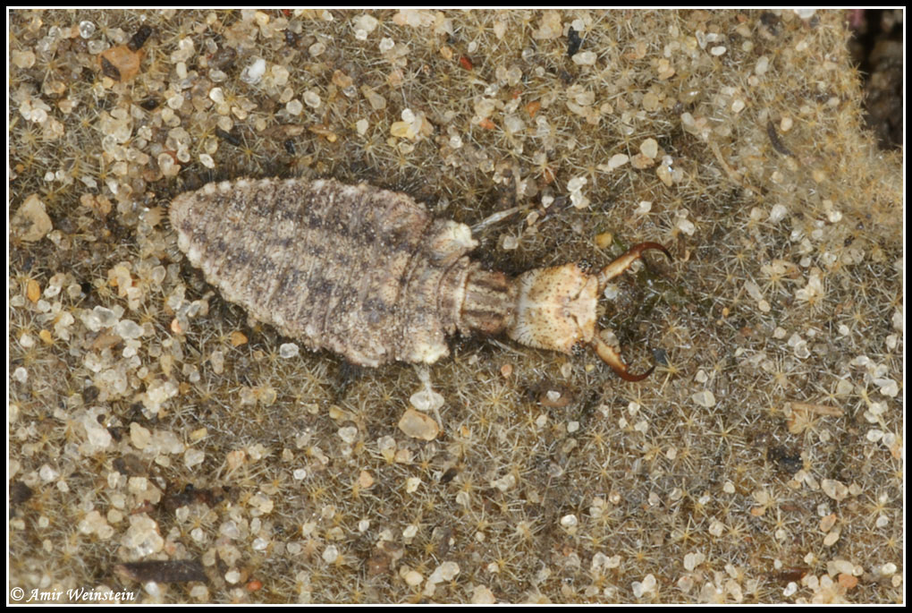 larva di Myrmeleontidae su pianta di verbasco (Israele)