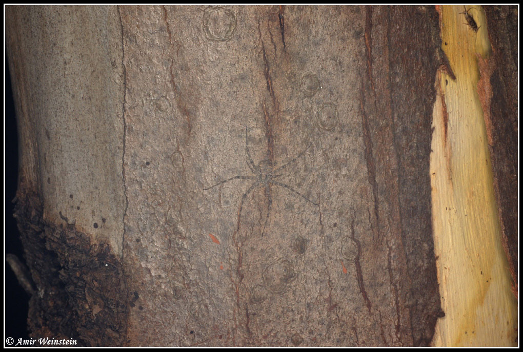 Araneae d''Israele