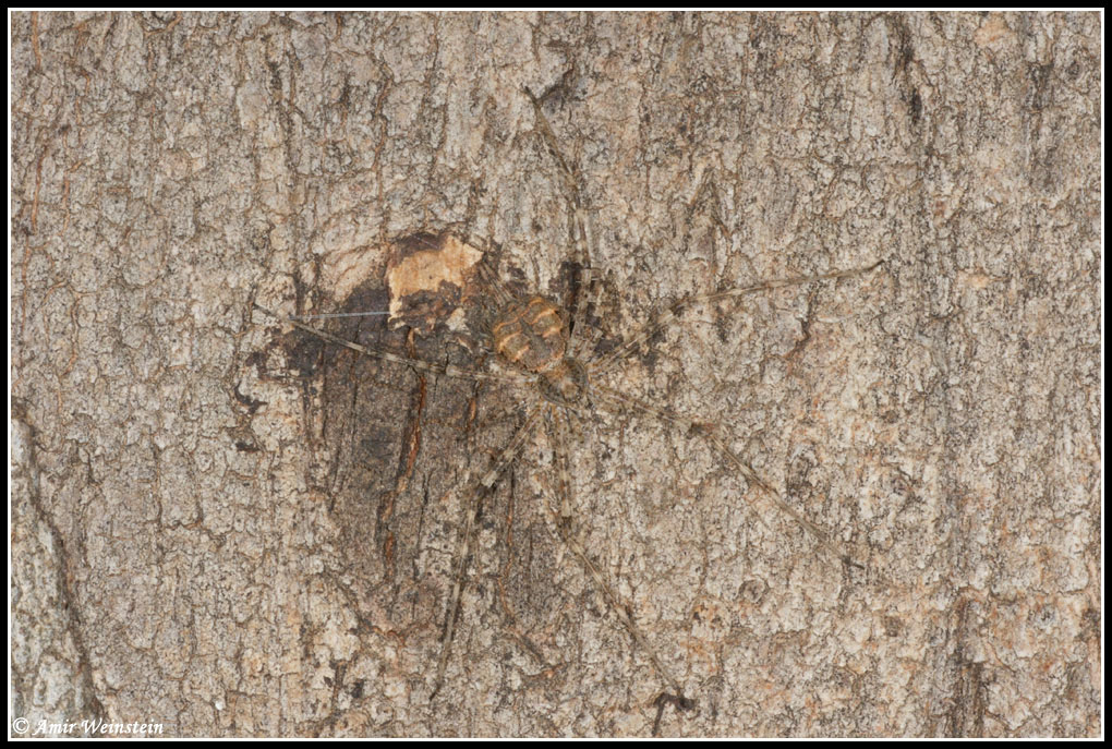 Araneae d''Israele
