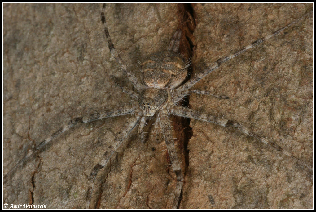 Araneae d''Israele