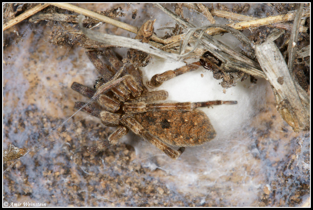 Araneae d''Israele