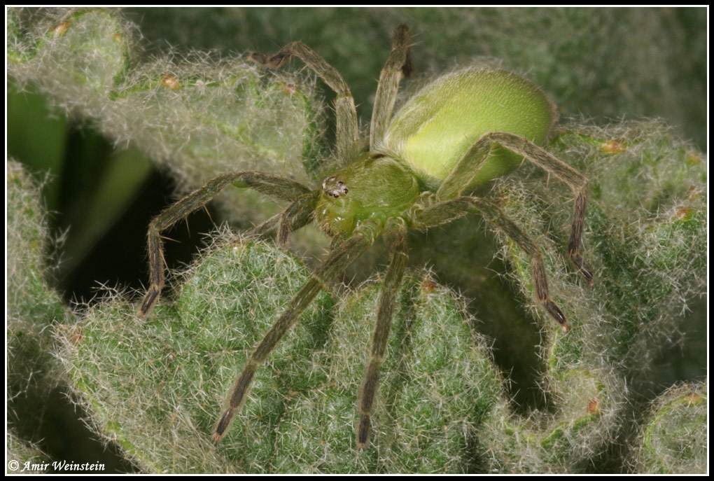 Araneae d''Israele