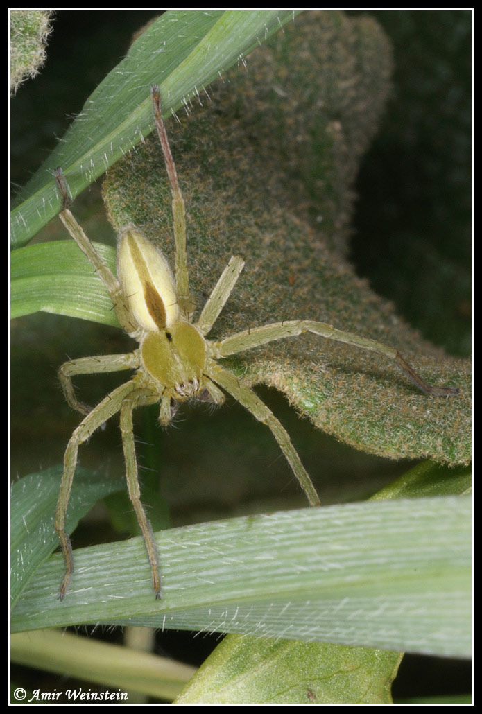 Araneae d''Israele