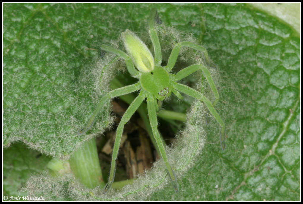 Araneae d''Israele