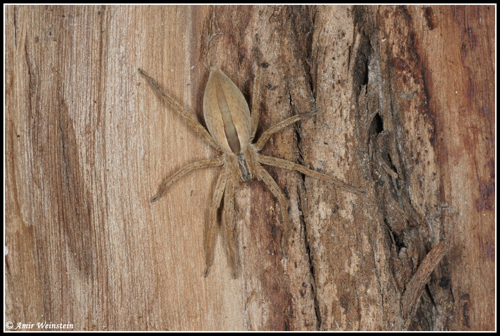 Araneae d''Israele