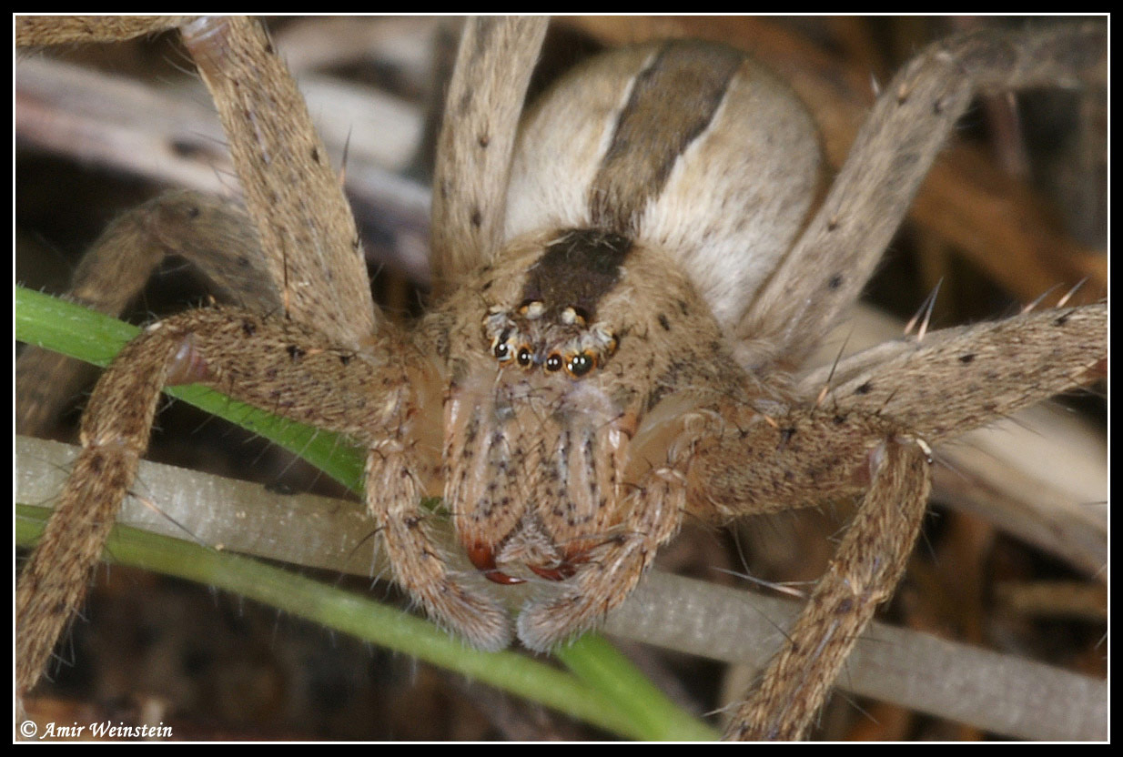 Araneae d''Israele