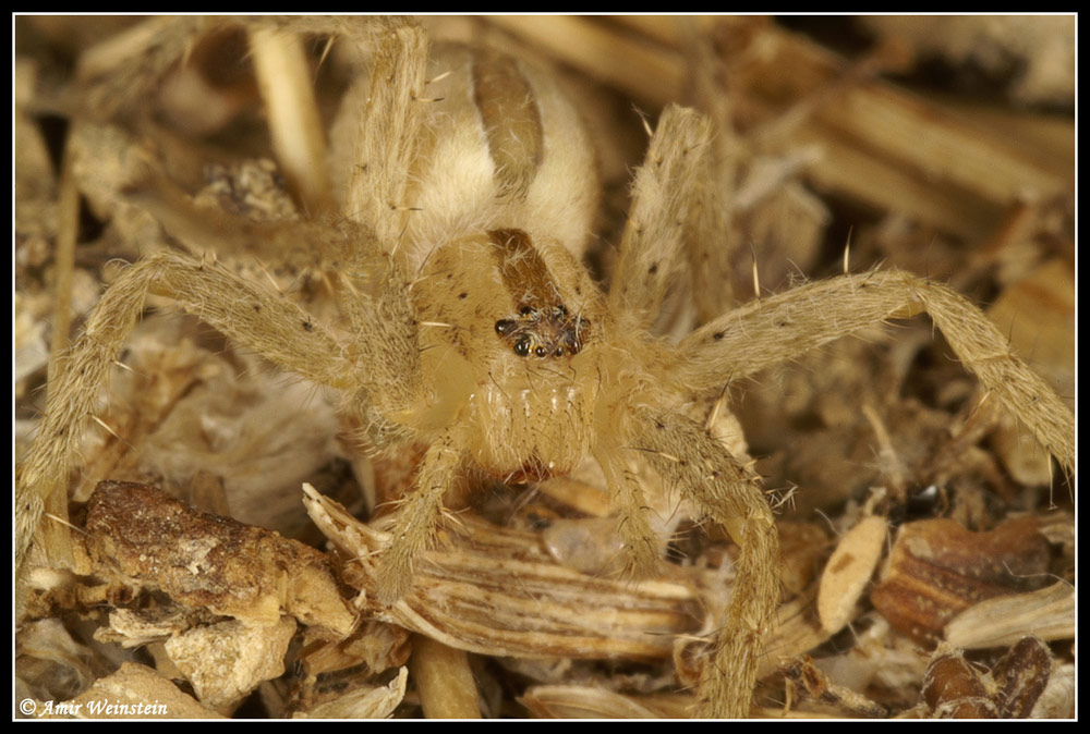 Araneae d''Israele