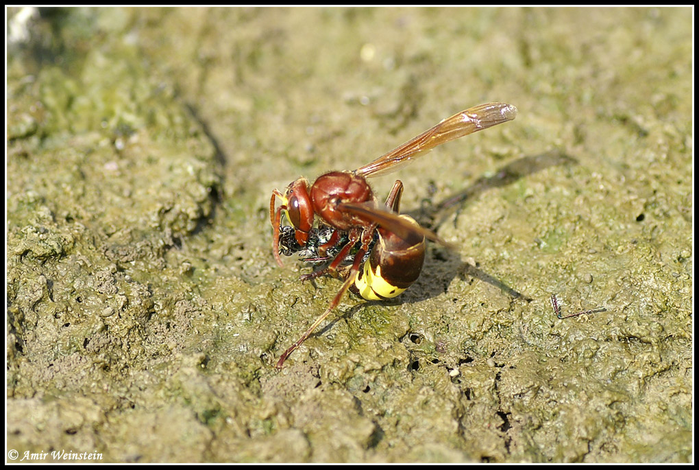 Cicindela: Myriochila melancholica