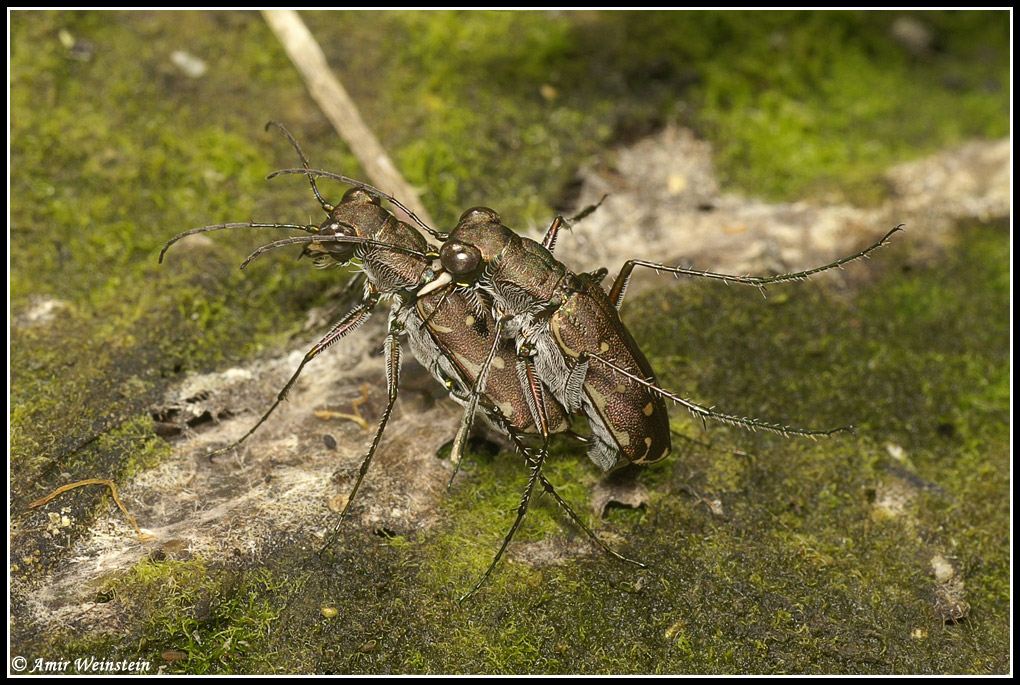 Cicindela: Myriochila melancholica