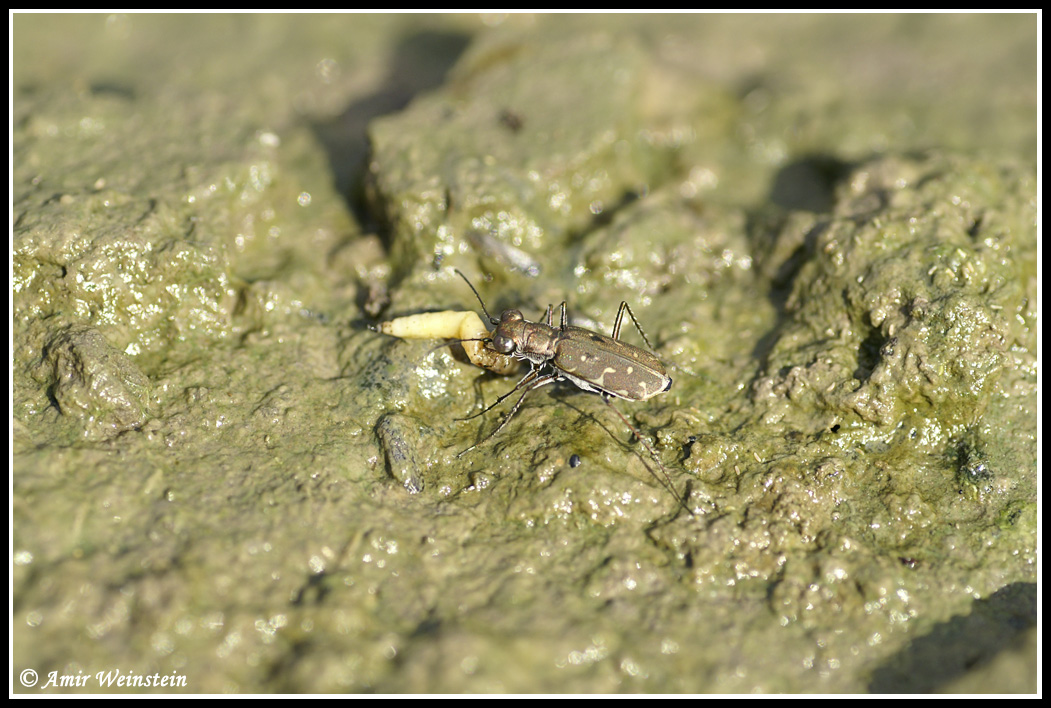 Cicindela: Myriochila melancholica