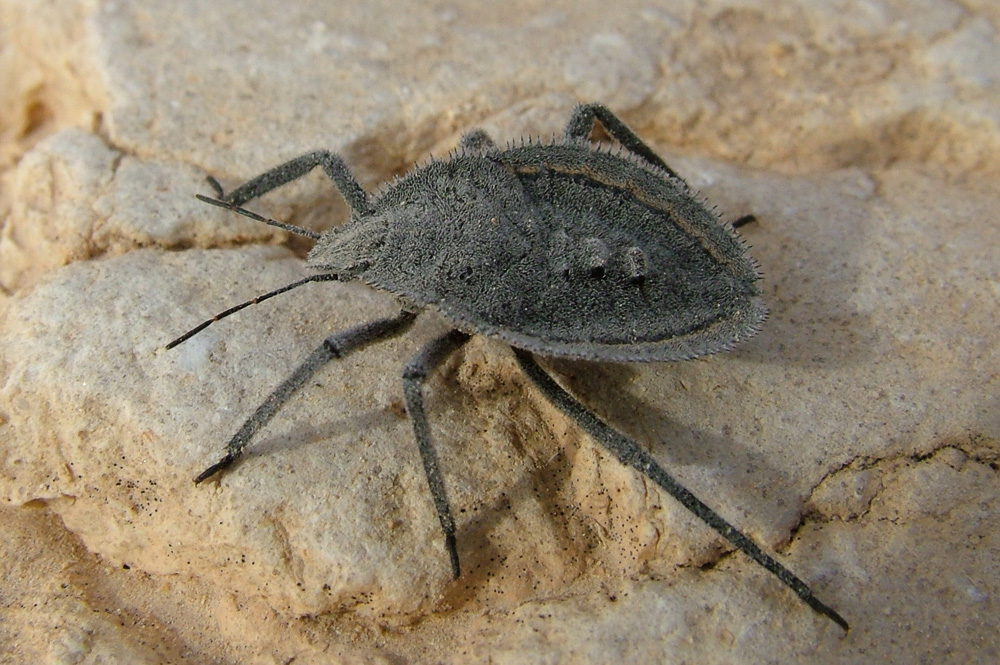 Heteroptera d''Israele: Conostethus venustus e Mustha sp.