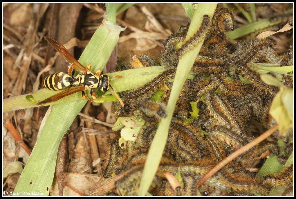 Polistes spicy lunch